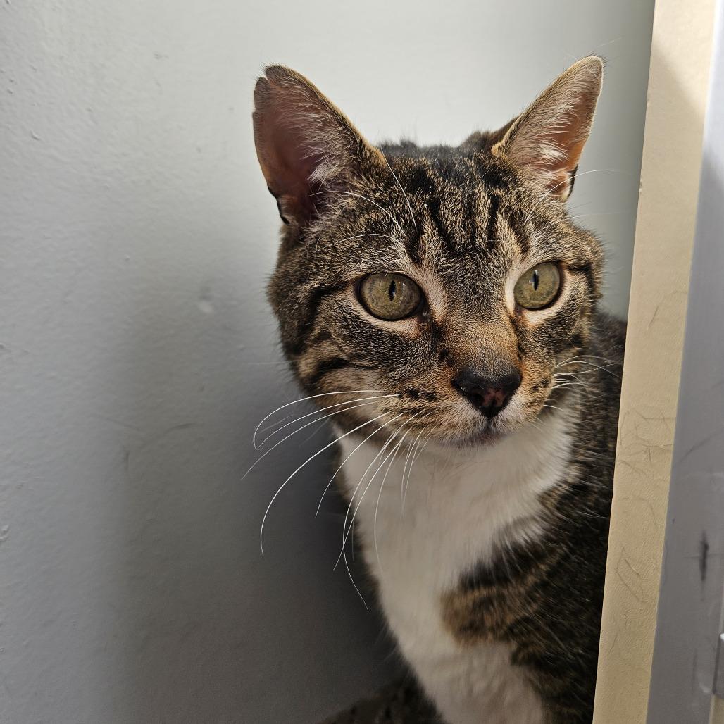 Beetle, Adoptable, Senior Male Domestic Short Hair.