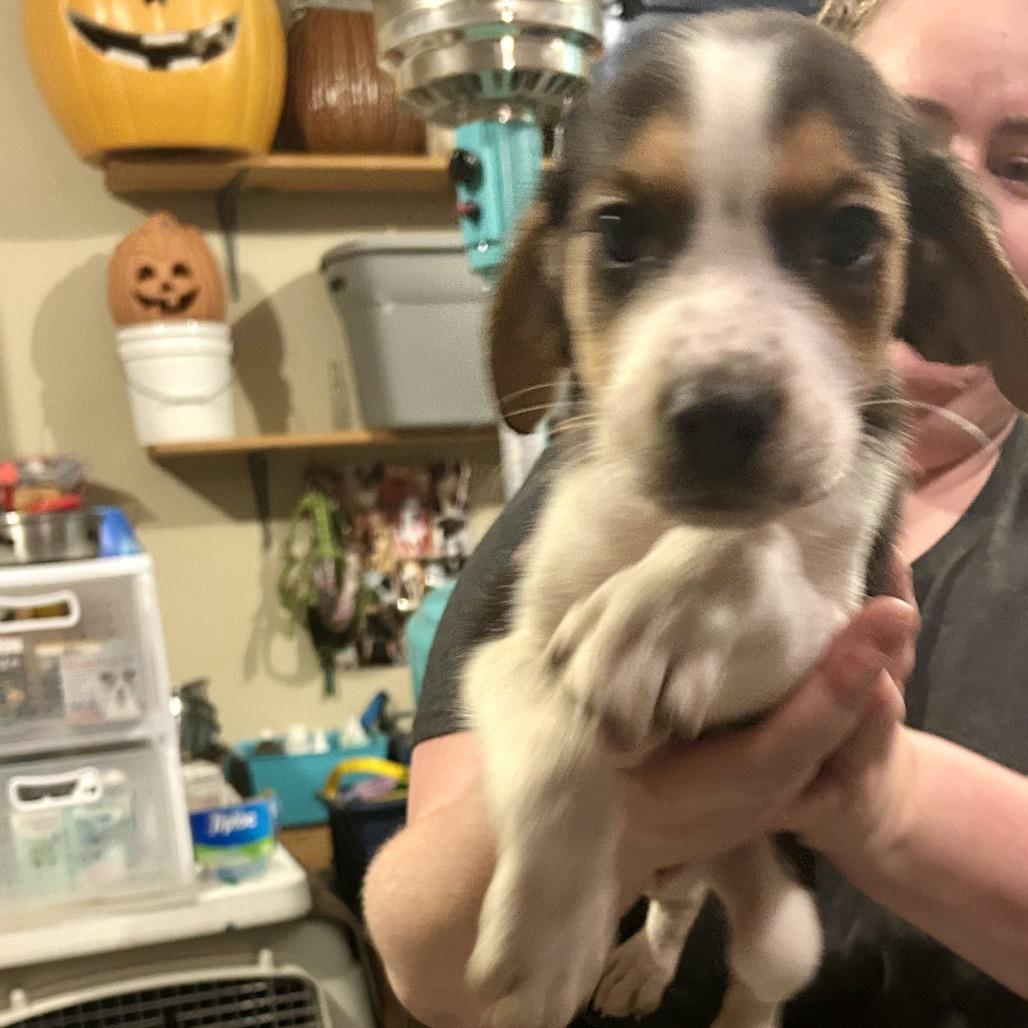 Enlarge Scott, a Adoptable mixed breed in Phoenix, MD image 1/2