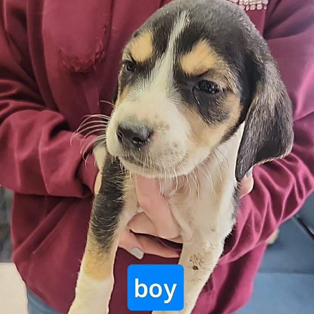 Enlarge Scott, a Adoptable mixed breed in Phoenix, MD image 2/2