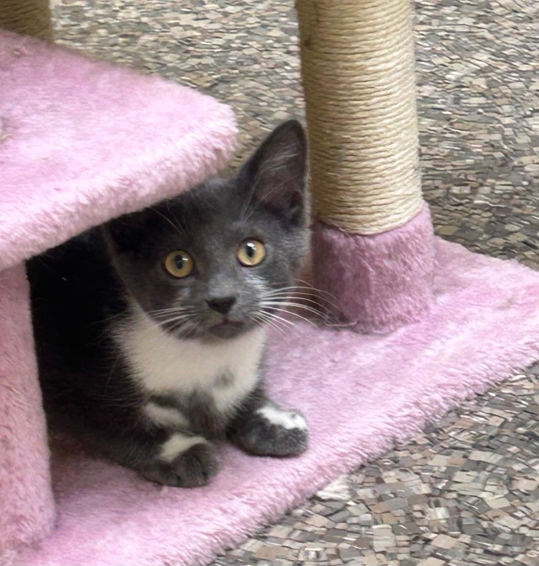 Grayson, a ADOPTABLE Domestic Short Hair in Memphis, TN image 3/3