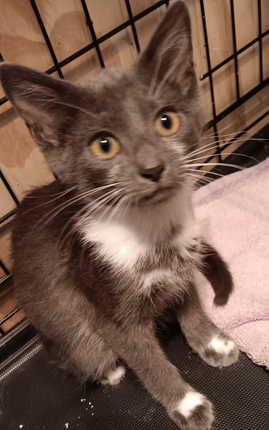 Grayson, ADOPTABLE, Kitten Male Domestic Short Hair.