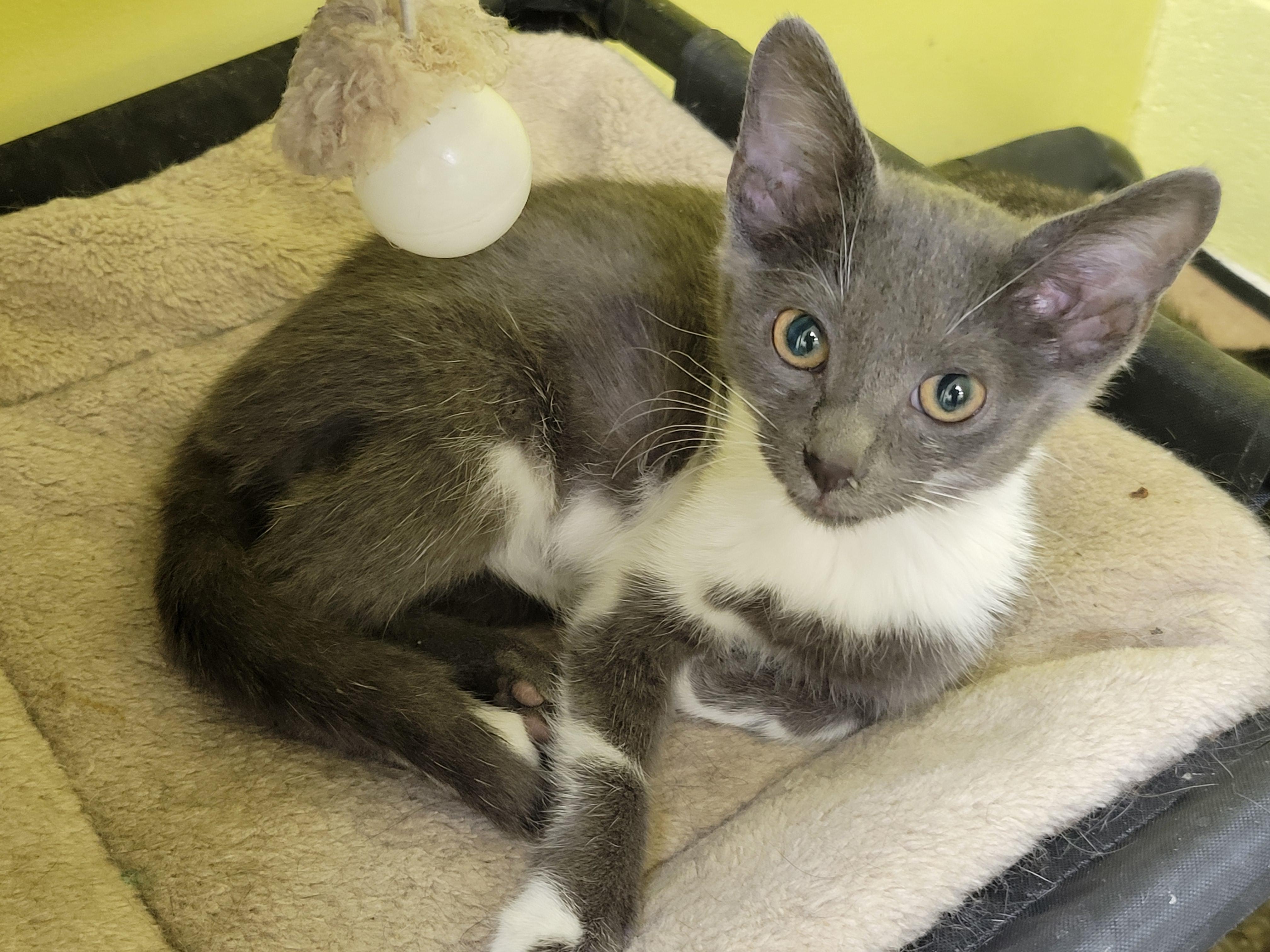 Grayson, a ADOPTABLE Domestic Short Hair in Memphis, TN image 2/3