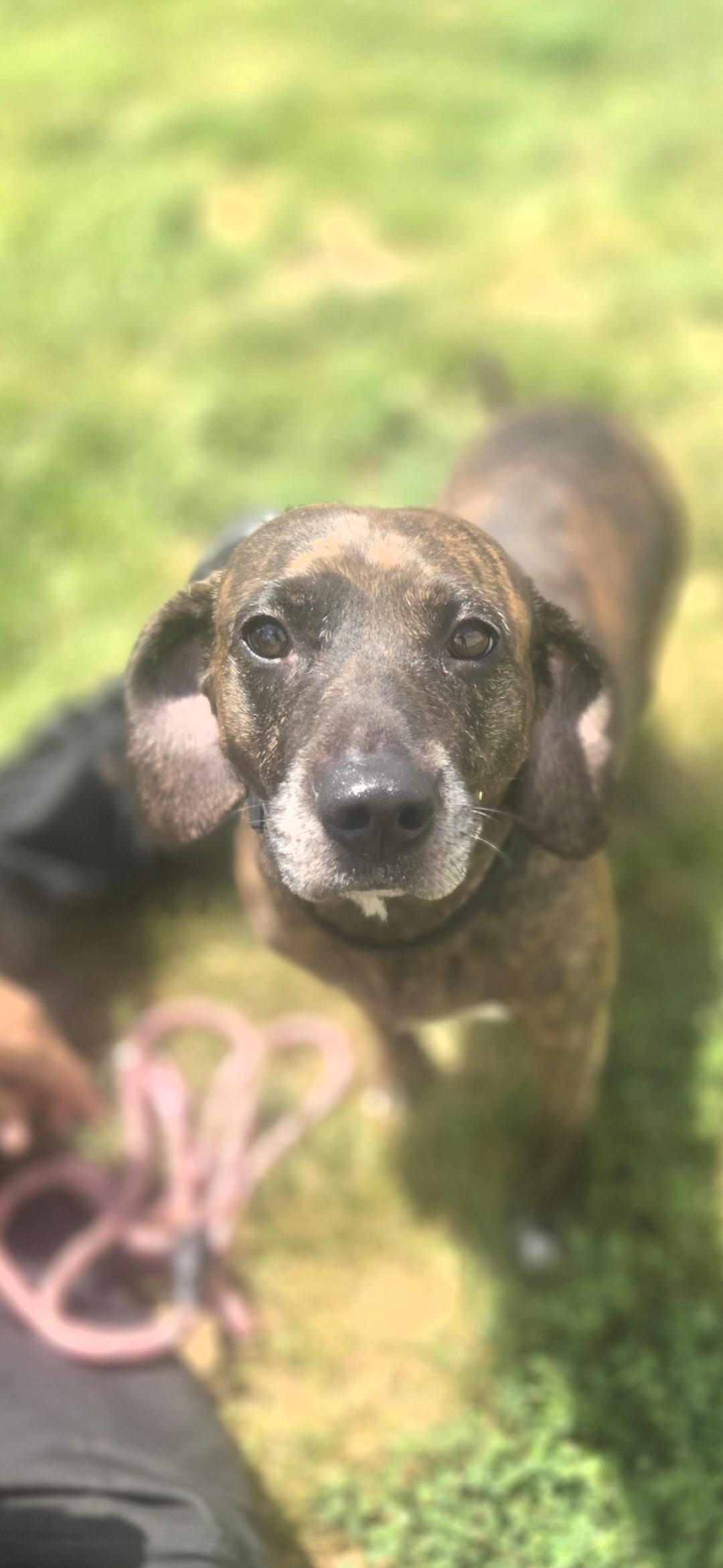 Barkhart, ADOPTABLE, Adult Male Beagle.