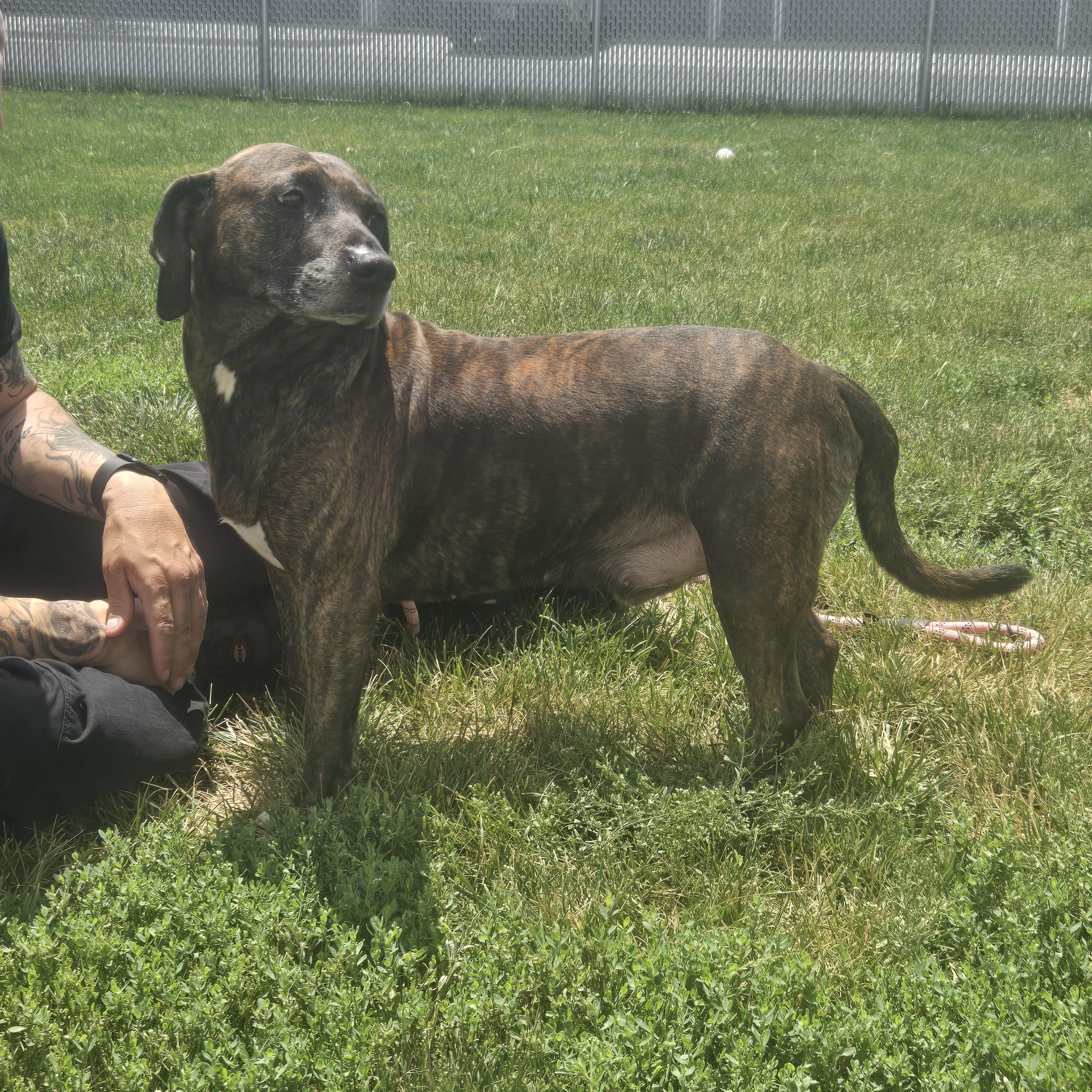 Barkhart, a ADOPTABLE mixed breed in Joliet, IL image 2/2
