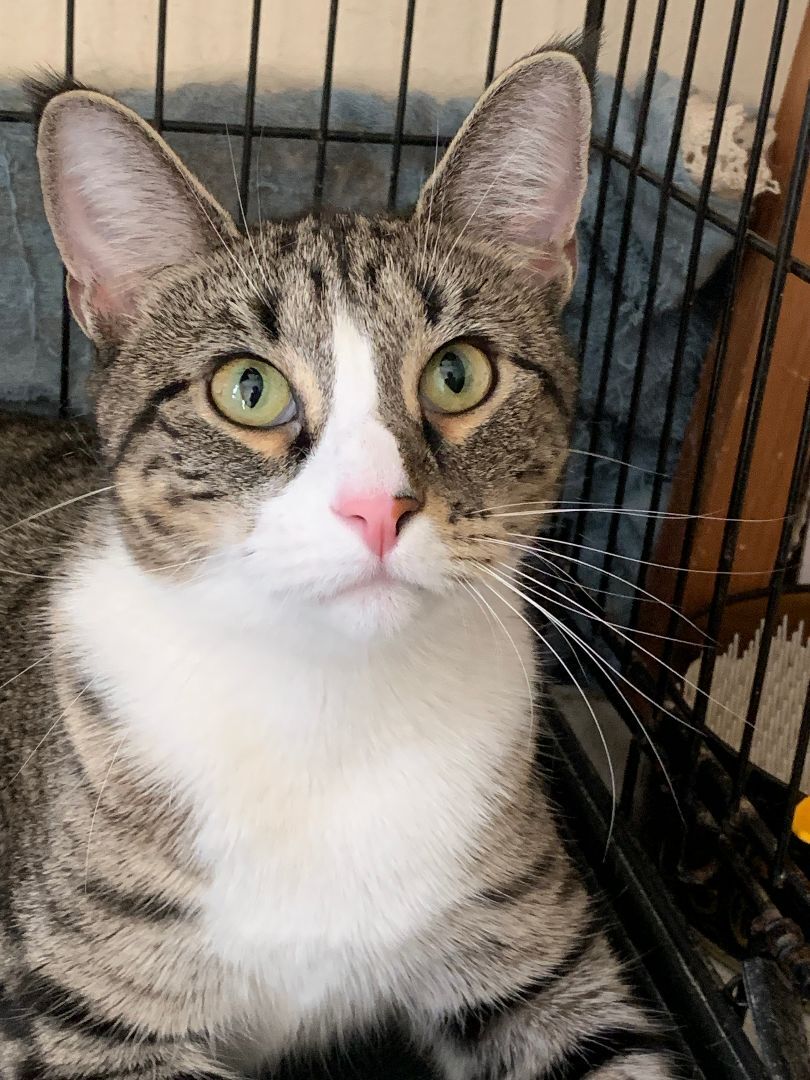 Enlarge Luna, a Adoptable Domestic Short Hair in Brooklyn, NY image 2/4
