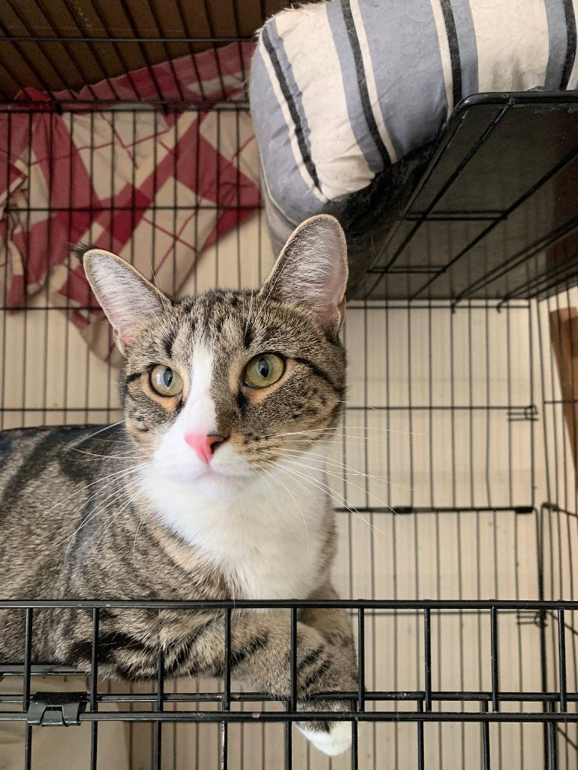 Luna, Adoptable, Adult Female Domestic Short Hair.