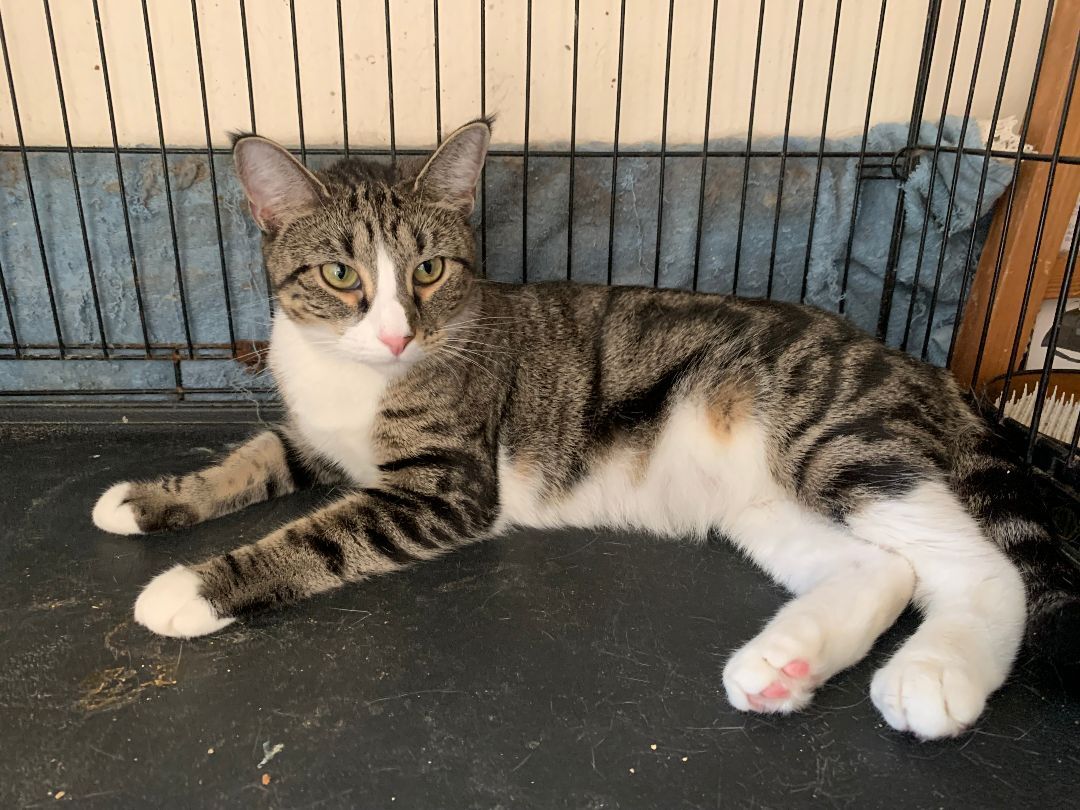 Enlarge Luna, a Adoptable Domestic Short Hair in Brooklyn, NY image 3/4