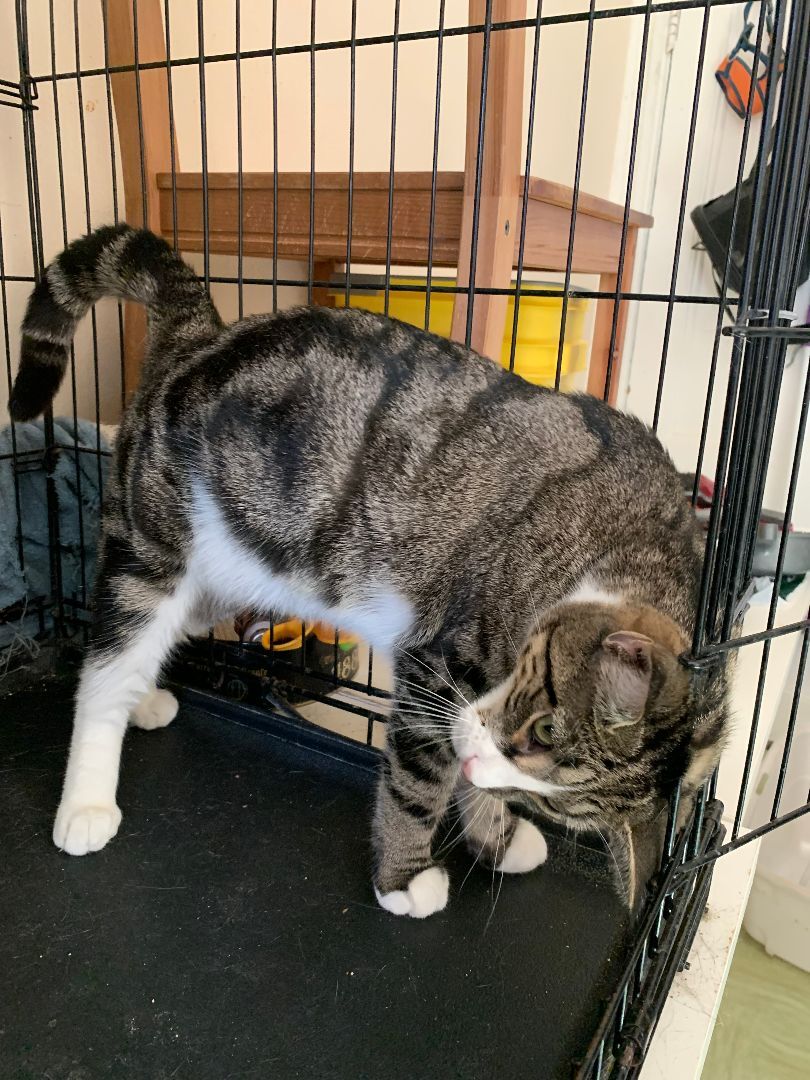 Enlarge Luna, a Adoptable Domestic Short Hair in Brooklyn, NY image 4/4