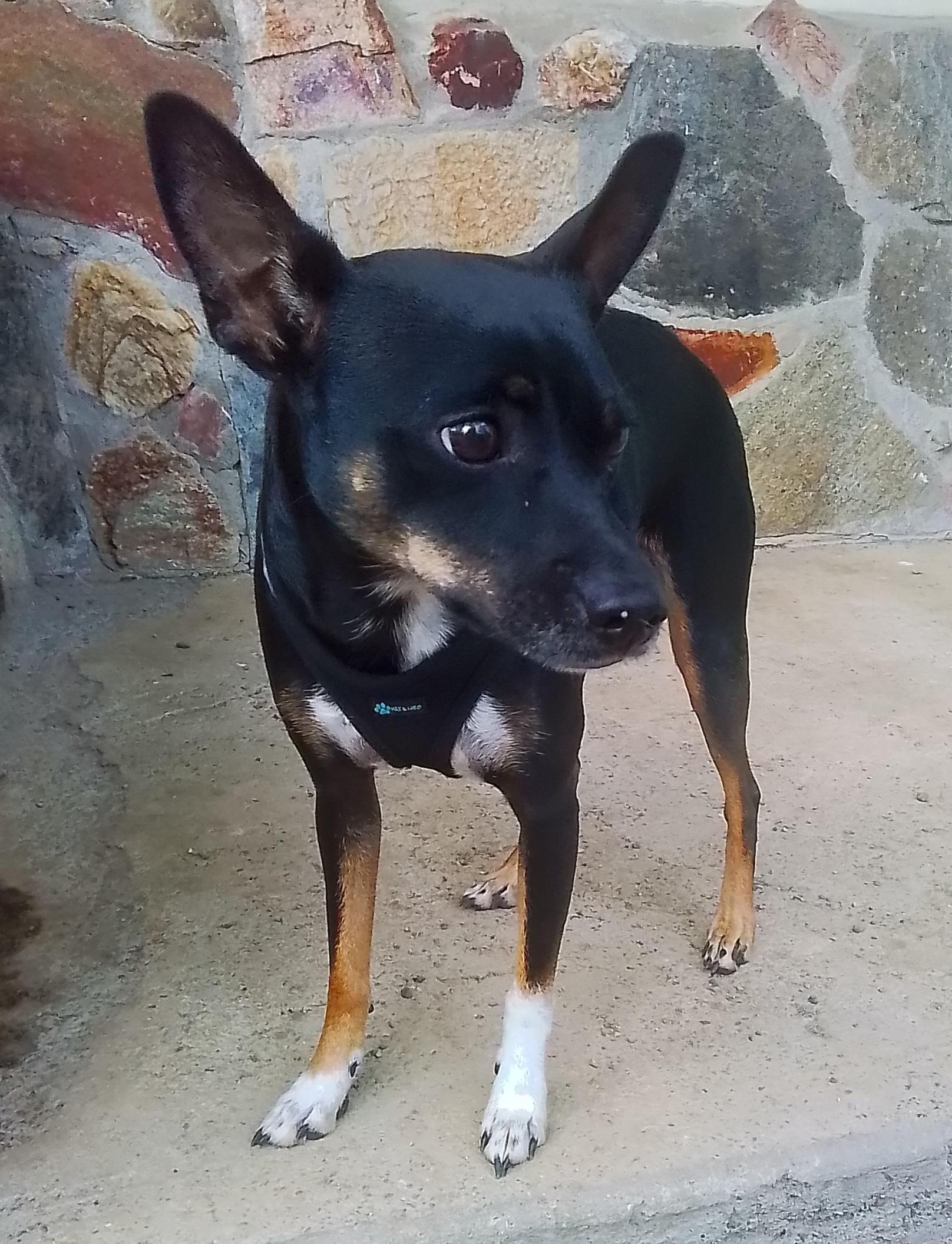 Enlarge Missy, a Adopted mixed breed in Marysville, WA image 2/5