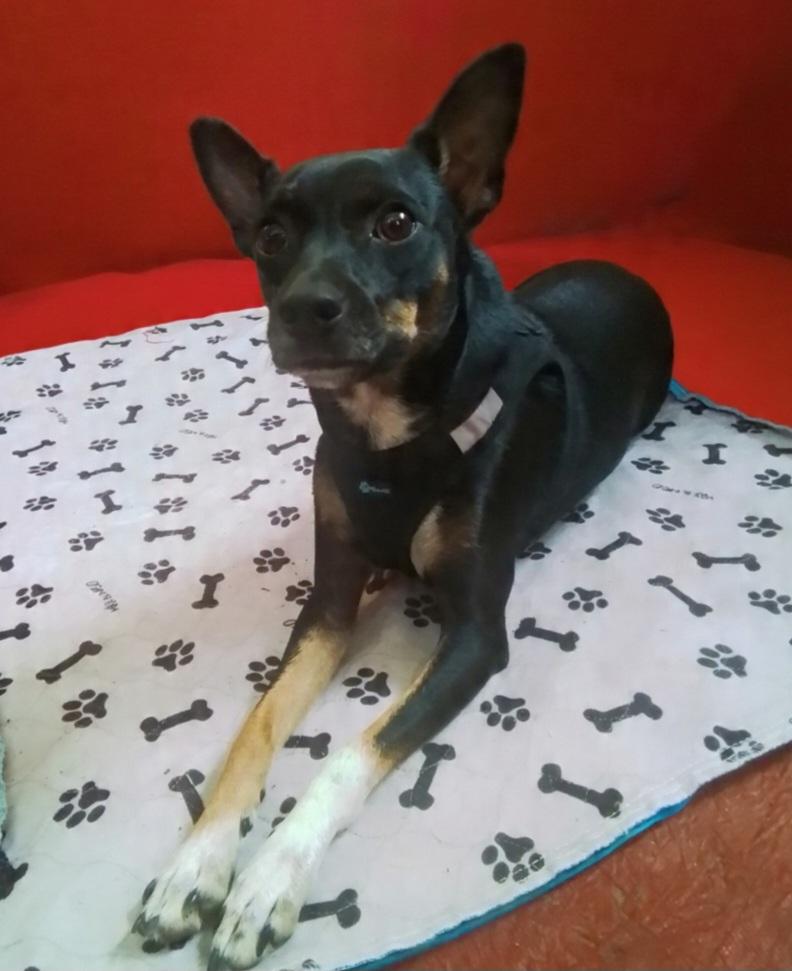Enlarge Missy, a Adopted mixed breed in Marysville, WA image 3/5