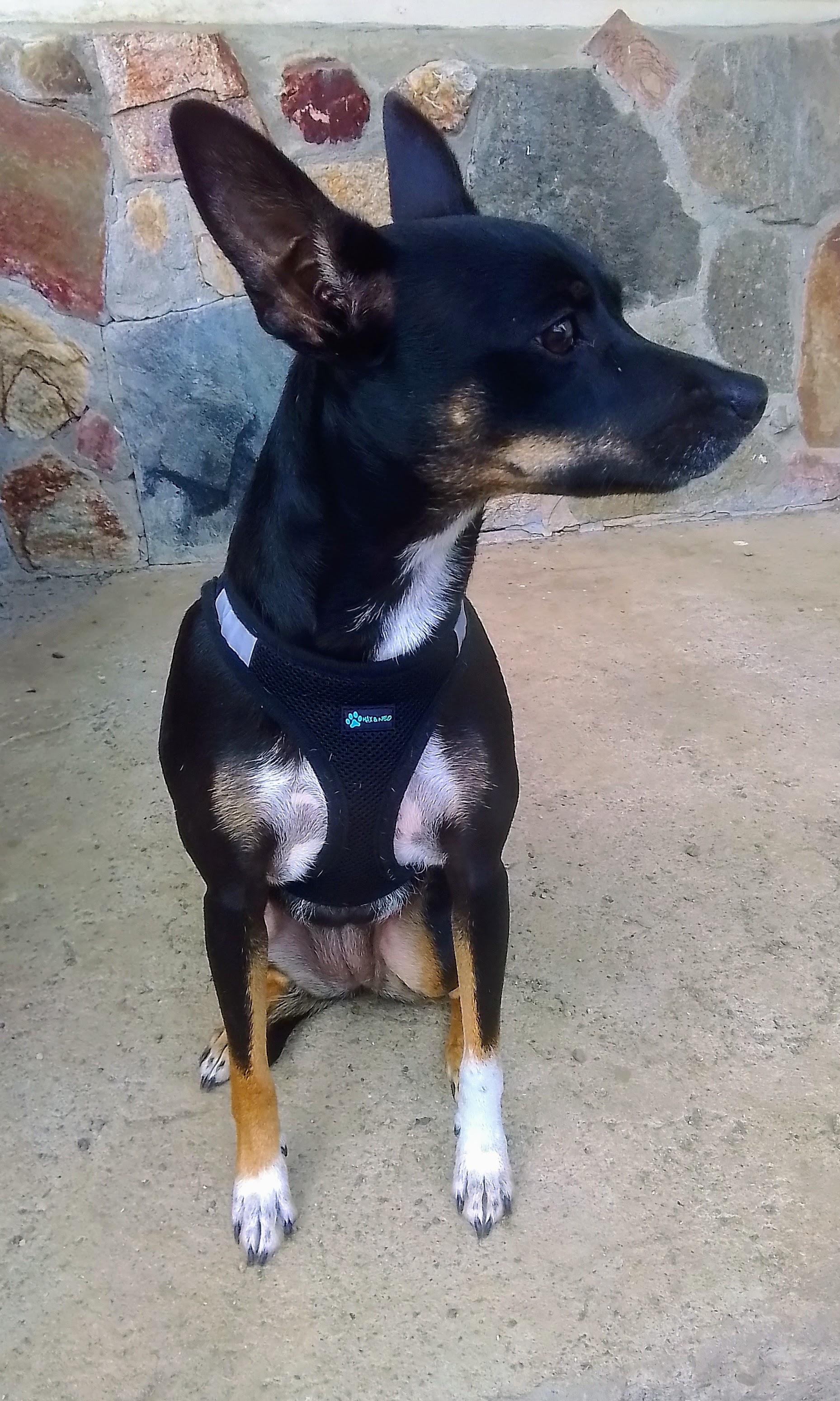 Enlarge Missy, a Adopted mixed breed in Marysville, WA image 1/5