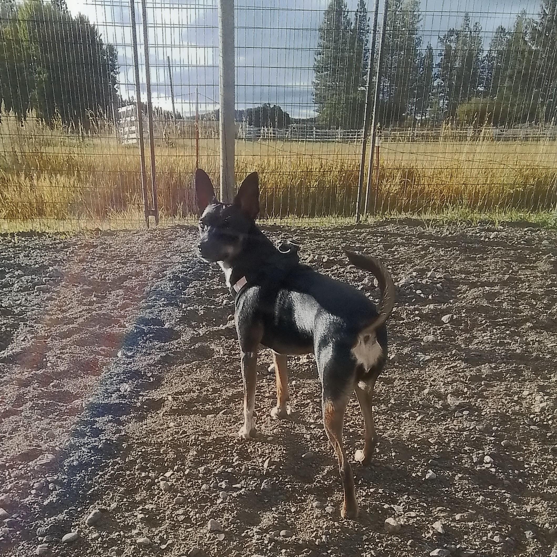 Enlarge Missy, a Adopted mixed breed in Marysville, WA image 5/5