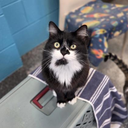 Enlarge Wing Snob, a Adoptable mixed breed in Westland, MI image 1/3