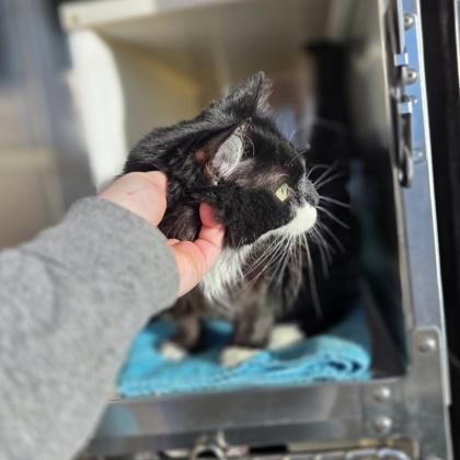 Enlarge Wing Snob, a Adoptable mixed breed in Westland, MI image 2/3