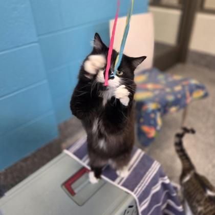 Enlarge Wing Snob, a Adoptable mixed breed in Westland, MI image 3/3