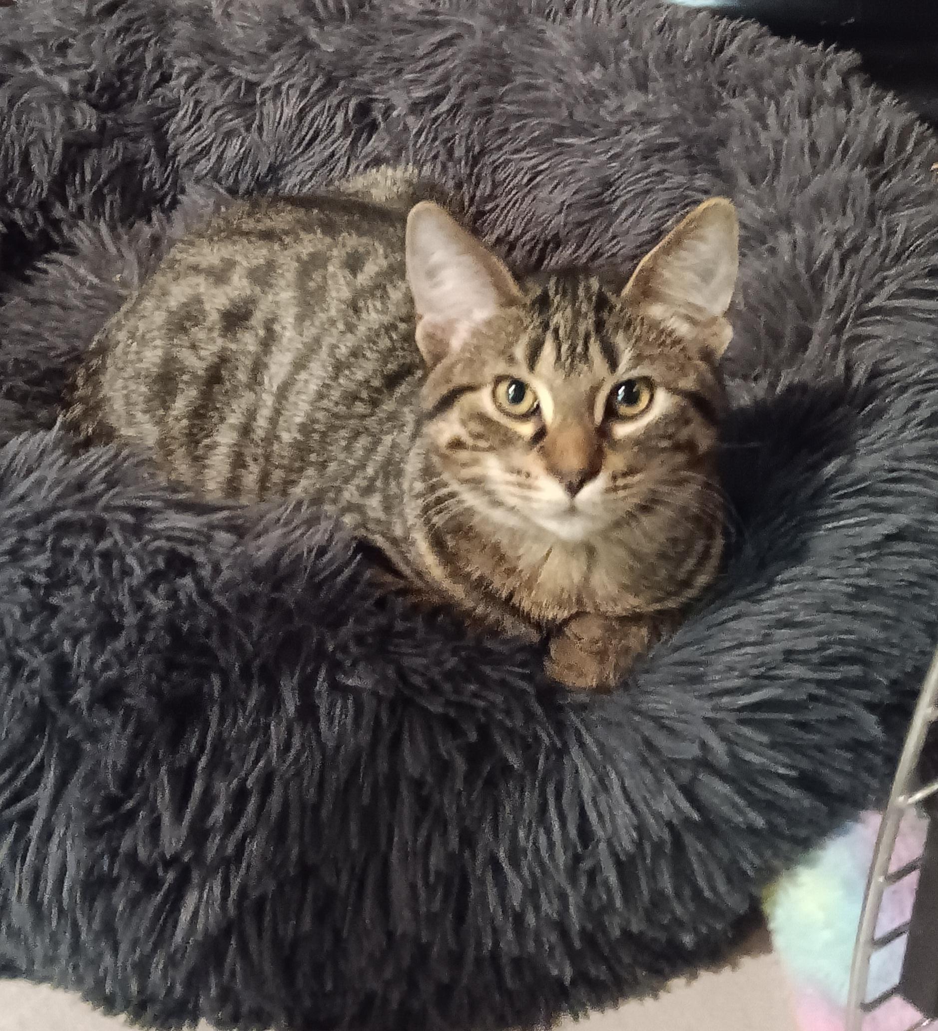 Enlarge Rocky, a Adoptable Tabby in Macomb, MI image 1/1