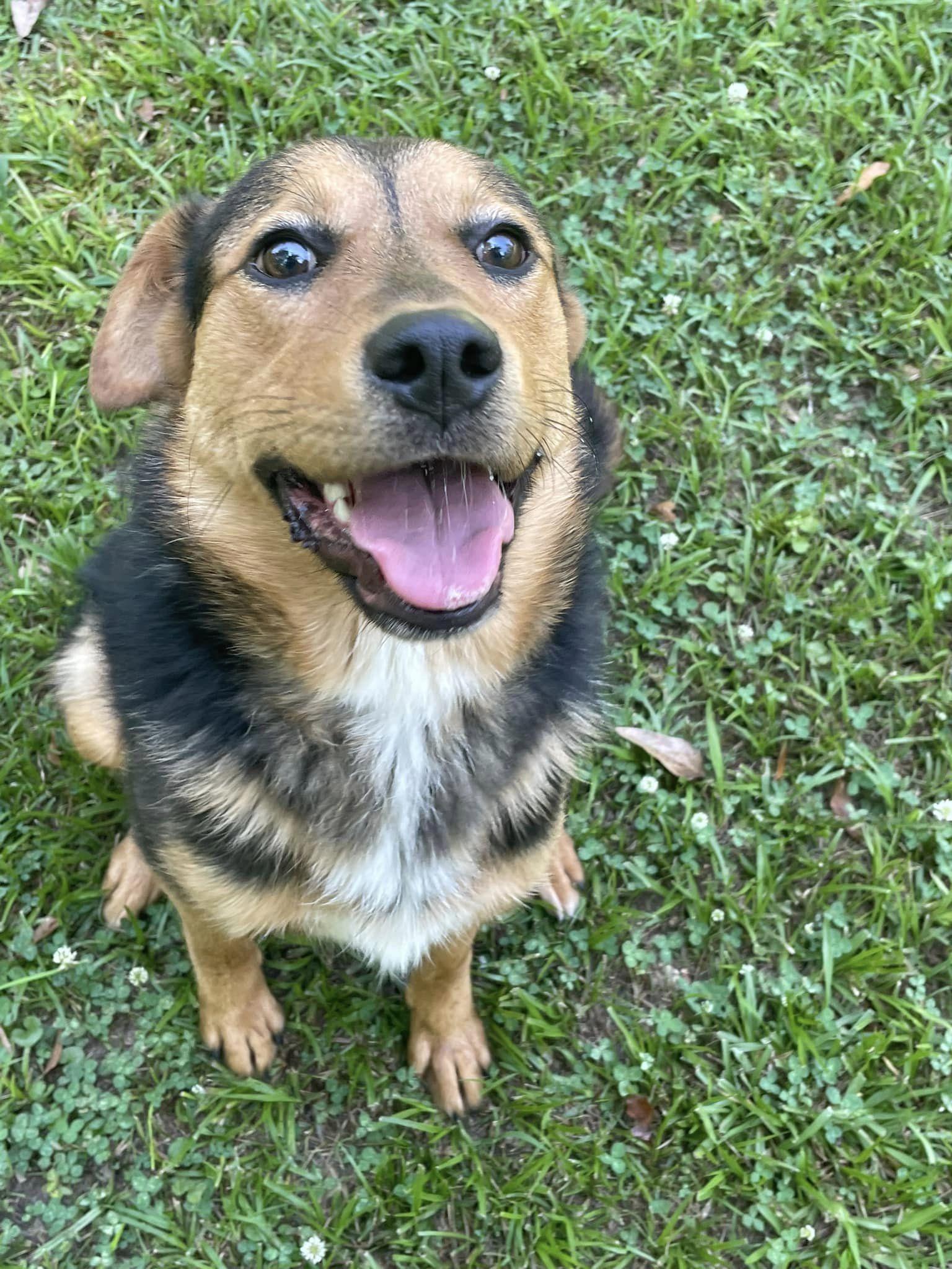 Raelynn, Adoptable, Adult Female Mixed Breed.