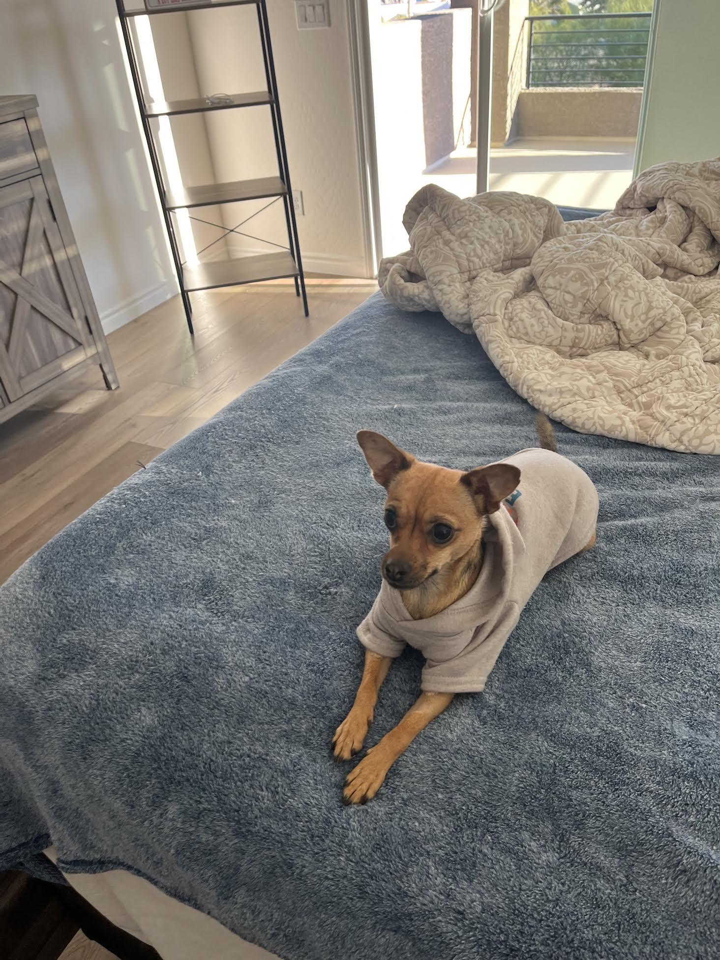 Choco, a Adoptable Chihuahua in Las Vegas, NV image 1/2