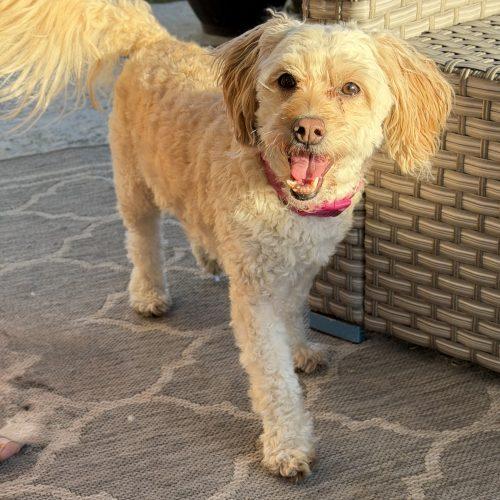 Enlarge Daisie, a Adopted mixed breed in Georgetown, KY image 1/6