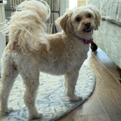 Enlarge Daisie, a Adopted mixed breed in Georgetown, KY image 3/6