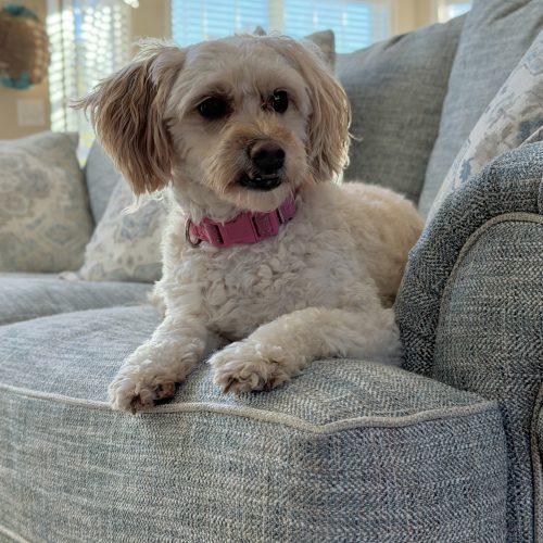 Enlarge Daisie, a Adopted mixed breed in Georgetown, KY image 5/6