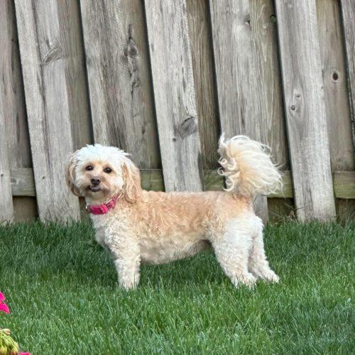Enlarge Daisie, a Adopted mixed breed in Georgetown, KY image 6/6