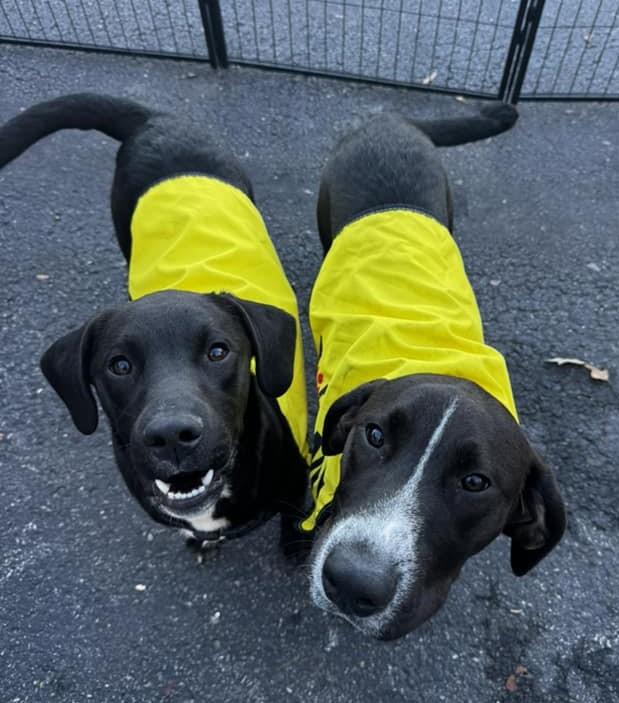 Bucky and Yeller, Young Male Pit Bull Terrier