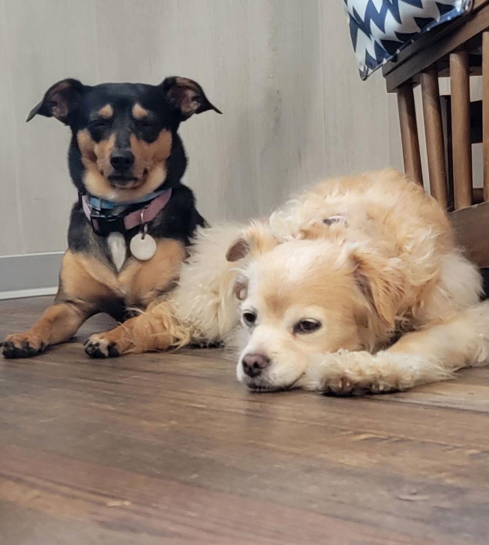 BooBoo, Adoptable, Senior Female Spaniel.