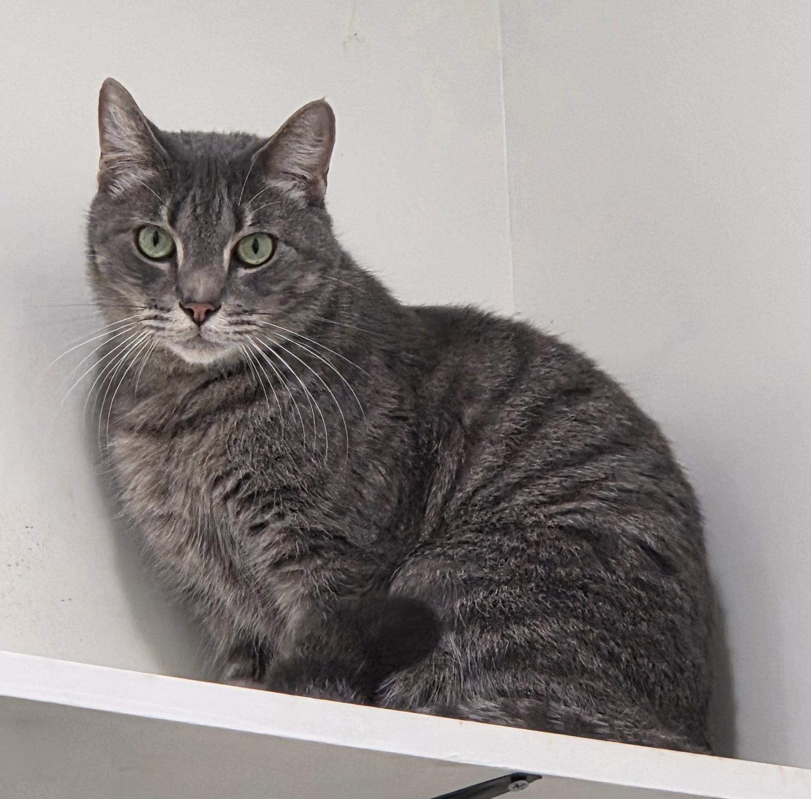Dorian, Adoptable, Adult Male Domestic Short Hair & Tabby.