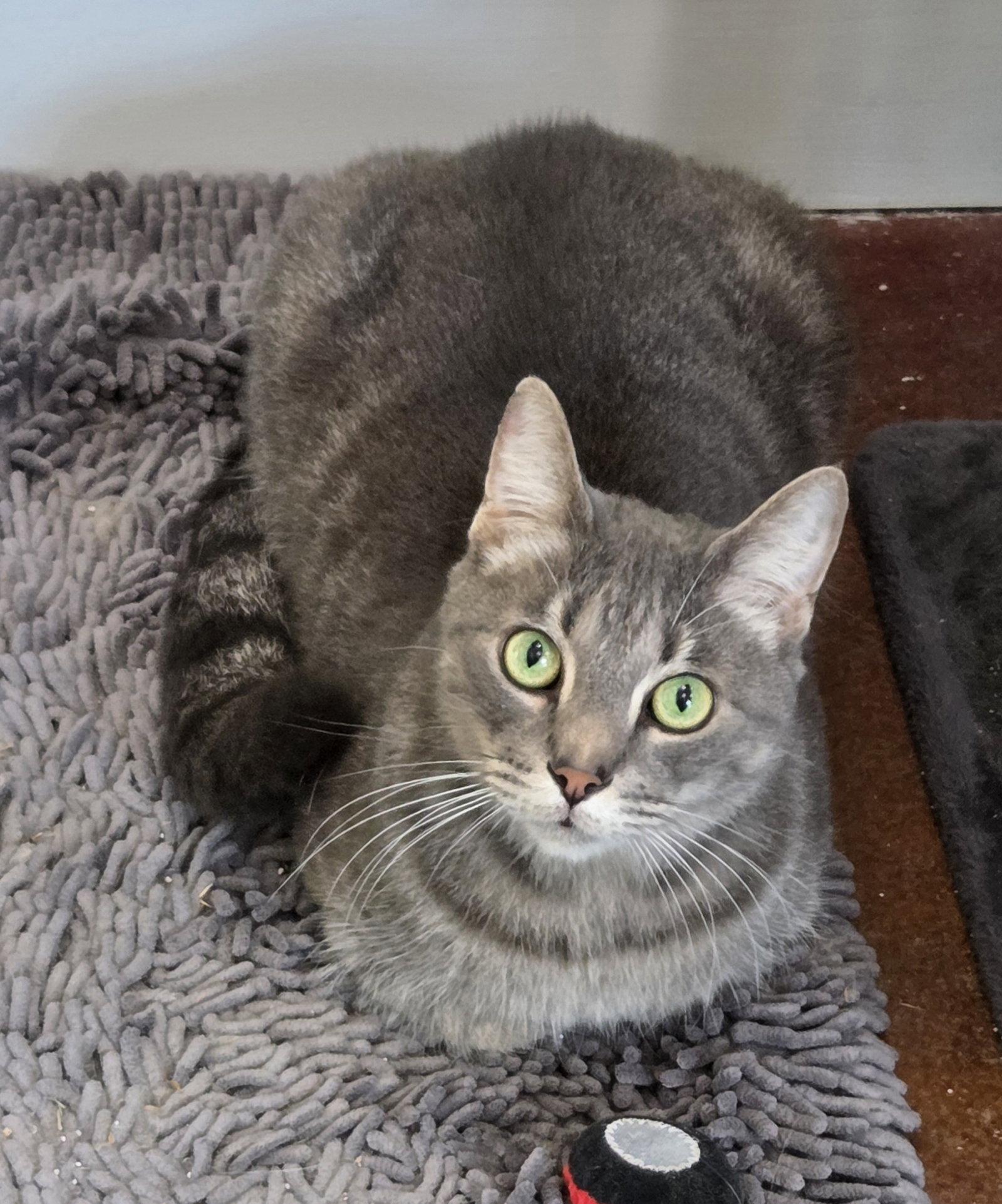 Enlarge Dorian, a Adoptable mixed breed in Magnolia Springs, AL image 2/3