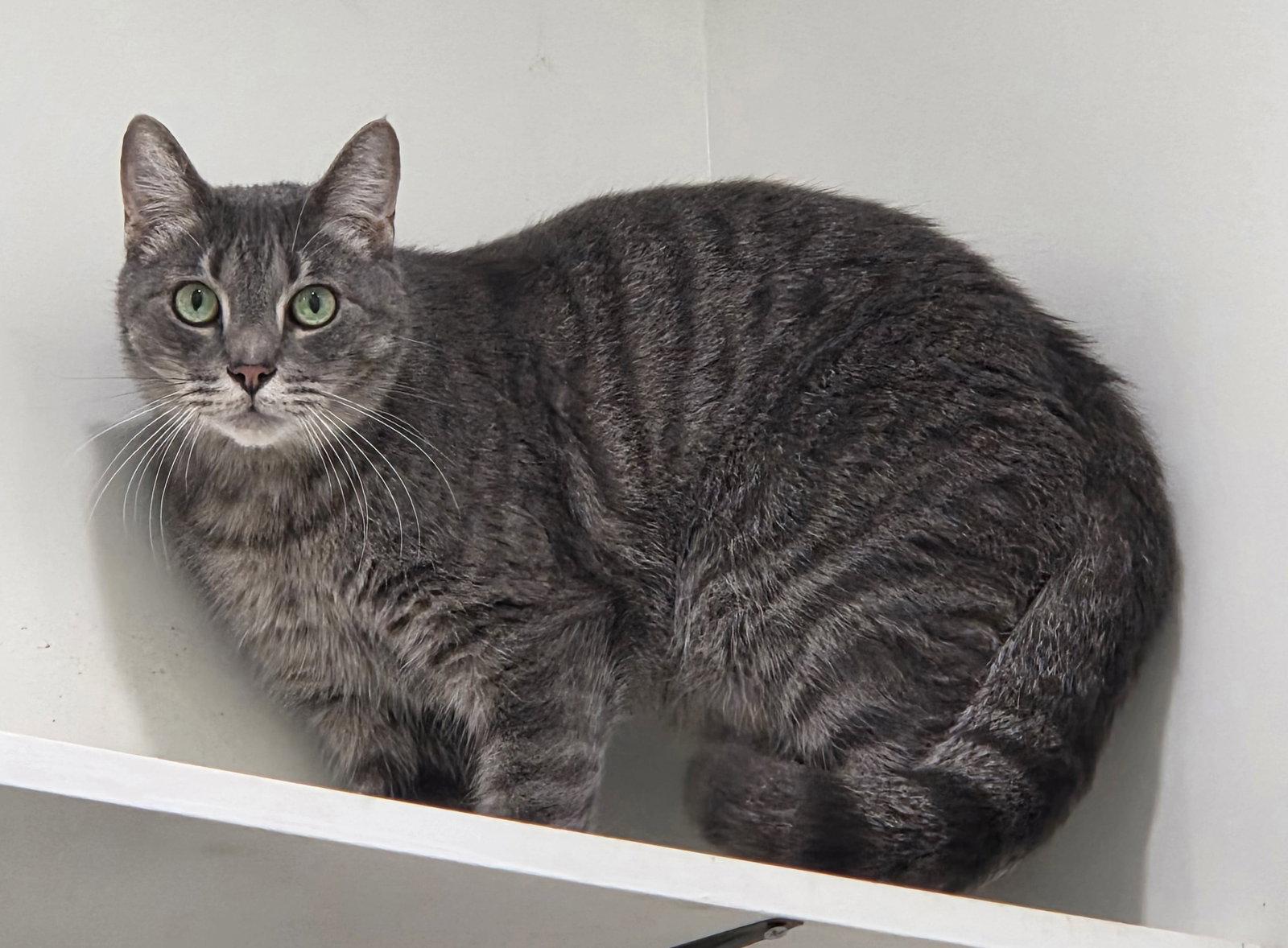 Enlarge Dorian, a Adoptable mixed breed in Magnolia Springs, AL image 3/3