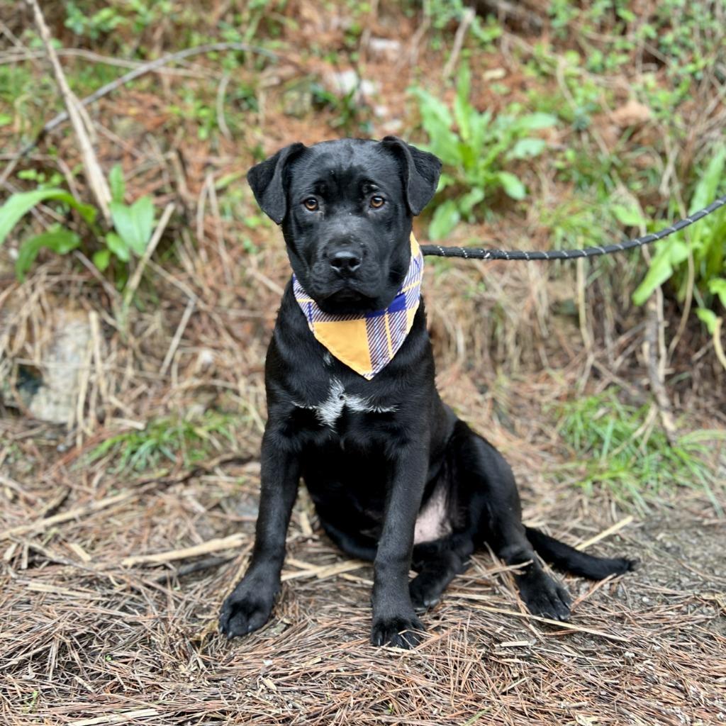 Franklin, Adoptable, Puppy Male Labrador Retriever & Mixed Breed.