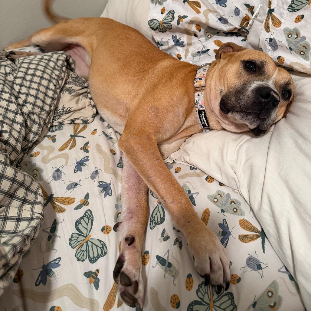 Pixie, Adoptable, Young Female Pit Bull Terrier.