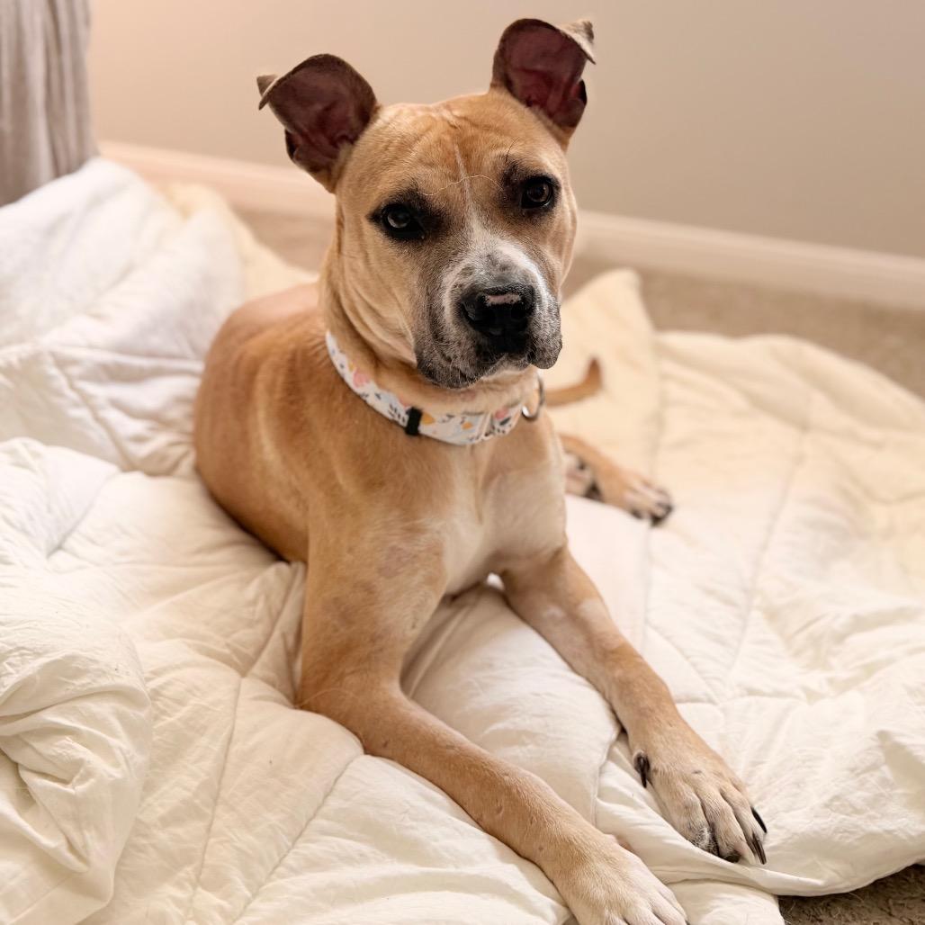 Enlarge Pixie, a Adoptable Pit Bull Terrier in Springboro, OH image 2/6