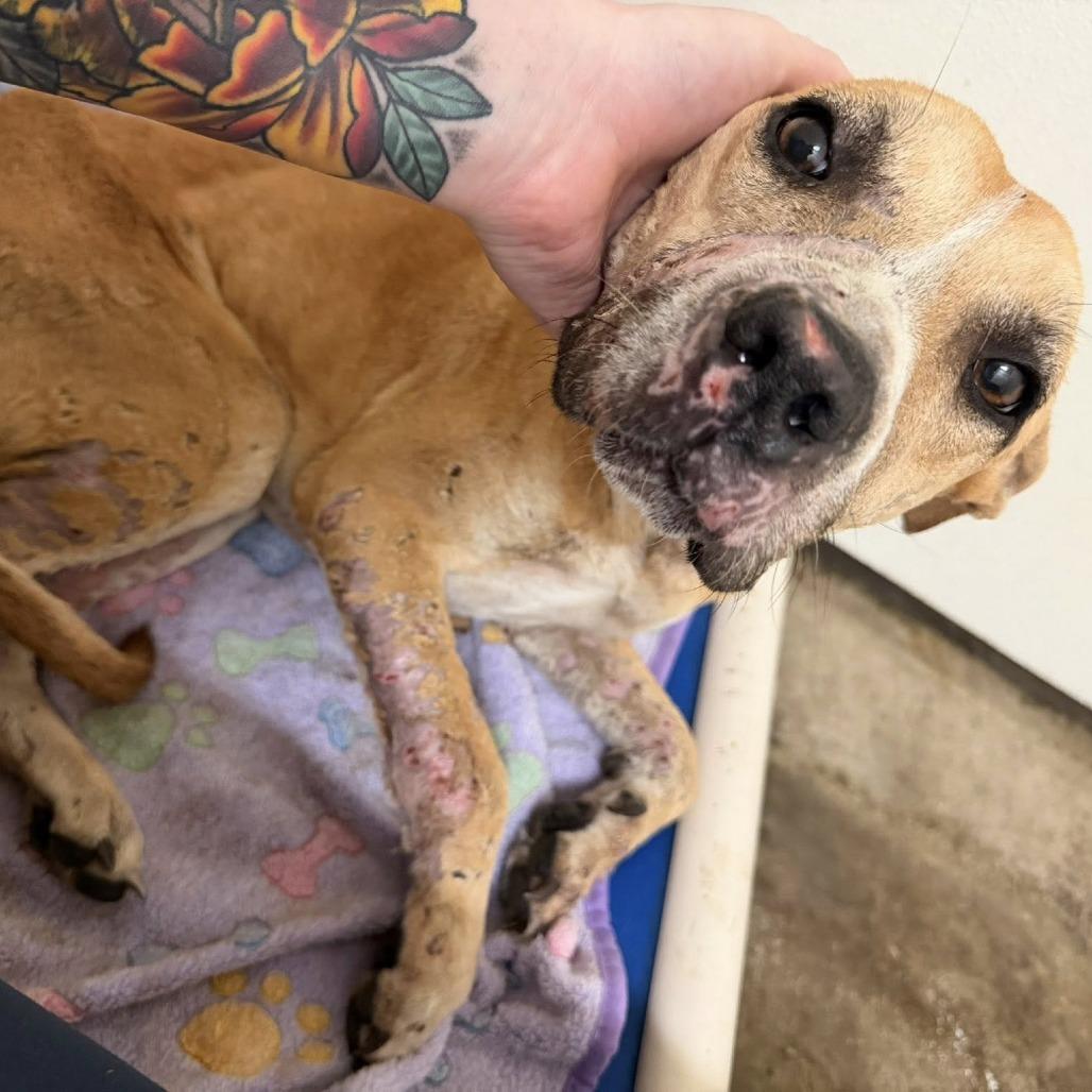 Enlarge Pixie, a Adoptable Pit Bull Terrier in Springboro, OH image 3/6