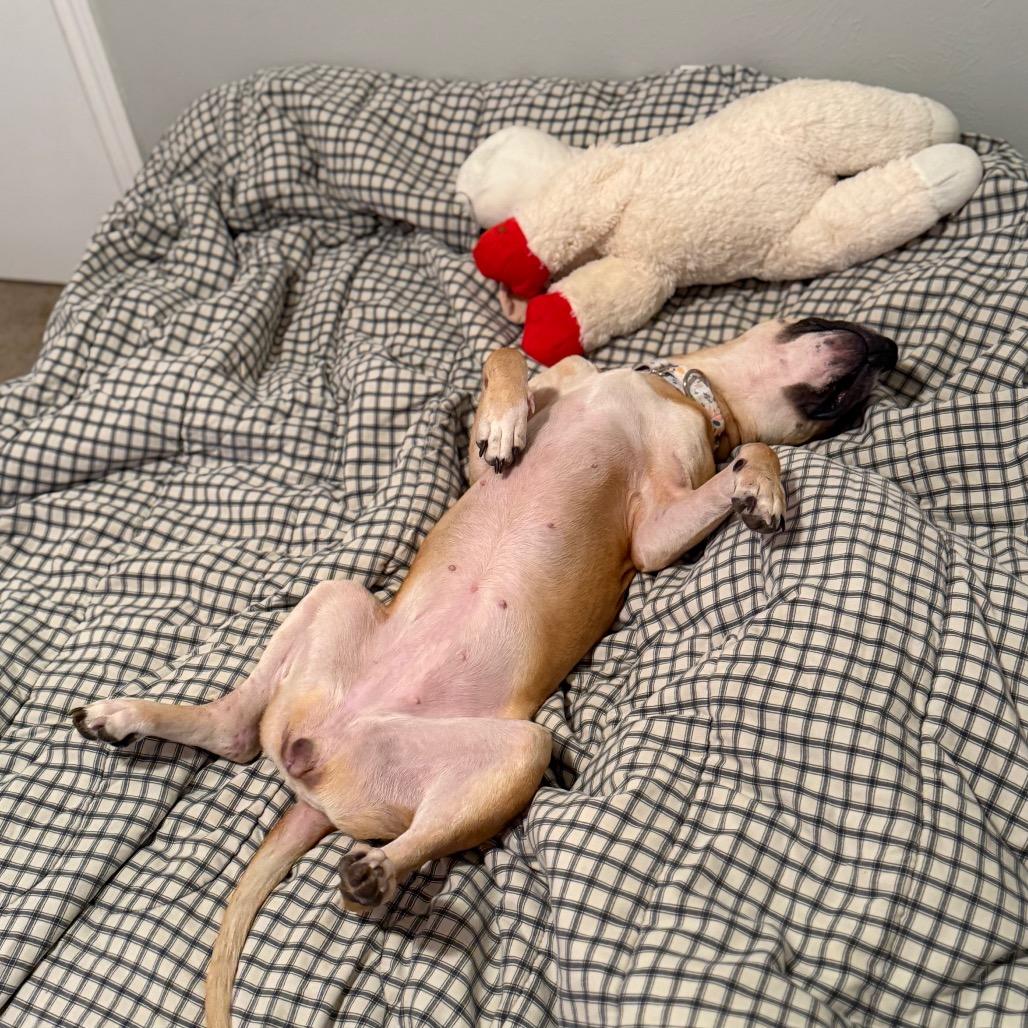 Enlarge Pixie, a Adoptable Pit Bull Terrier in Springboro, OH image 4/6