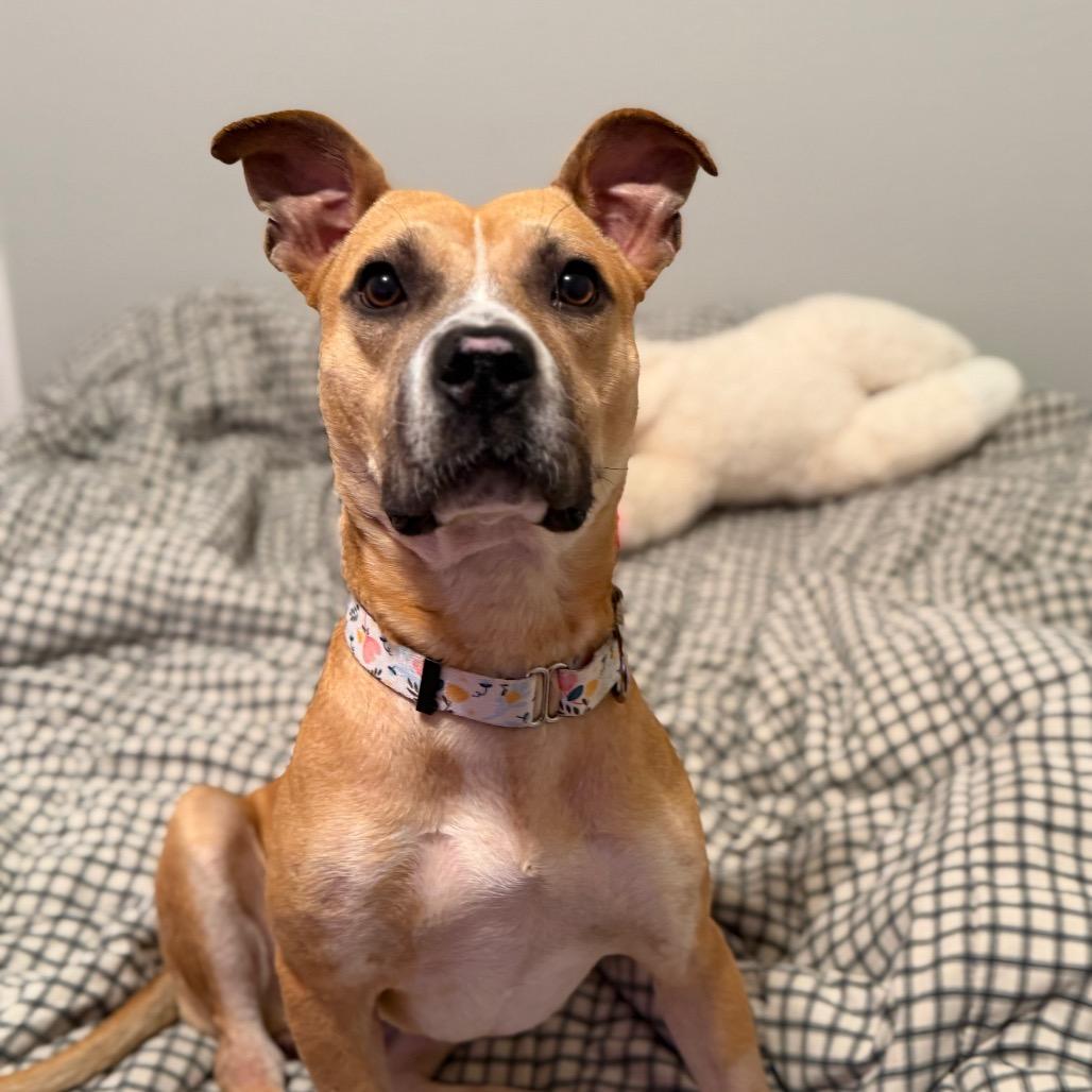 Enlarge Pixie, a Adoptable Pit Bull Terrier in Springboro, OH image 5/6