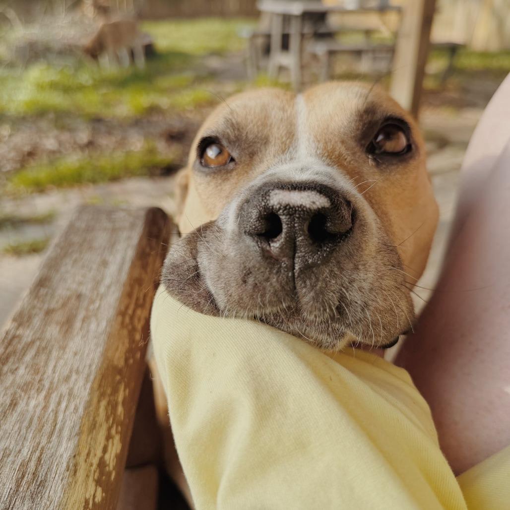 Enlarge Pixie, a Adoptable Pit Bull Terrier in Springboro, OH image 6/6