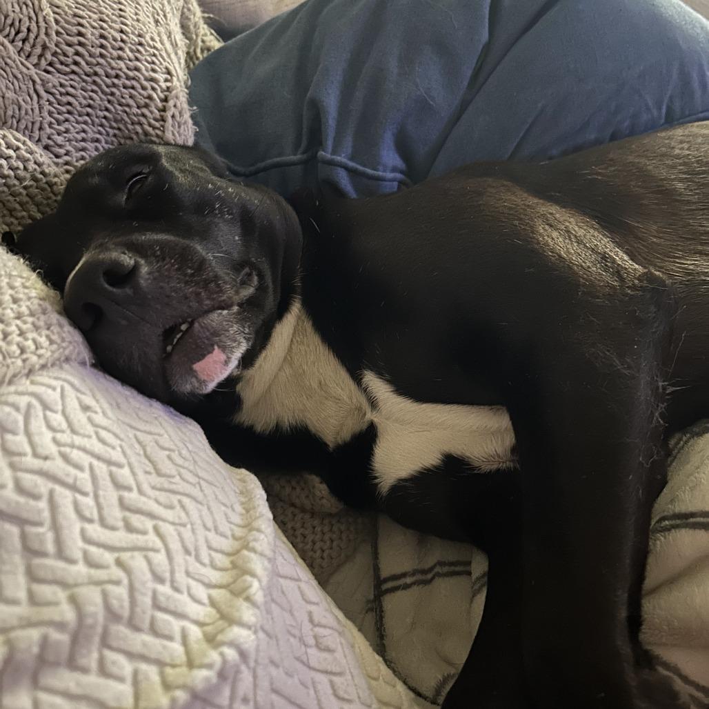 Enlarge Niko, a Adoptable Labrador Retriever in Dallas, TX image 1/6