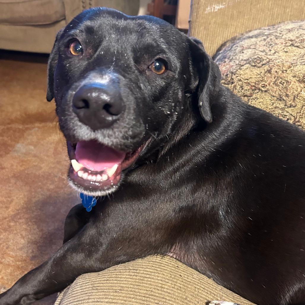 Enlarge Niko, a Adoptable Labrador Retriever in Dallas, TX image 1/6