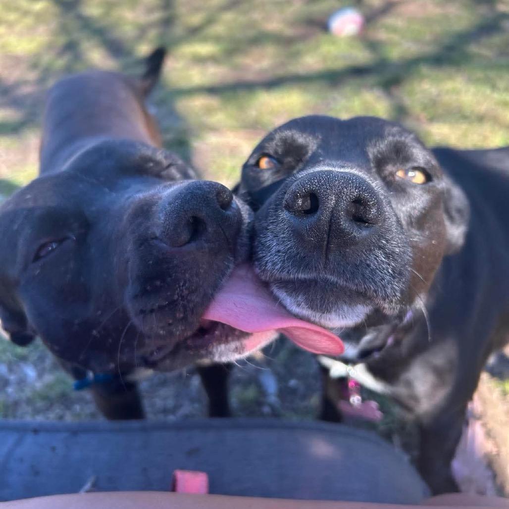 Enlarge Niko, a Adoptable Labrador Retriever in Dallas, TX image 3/6
