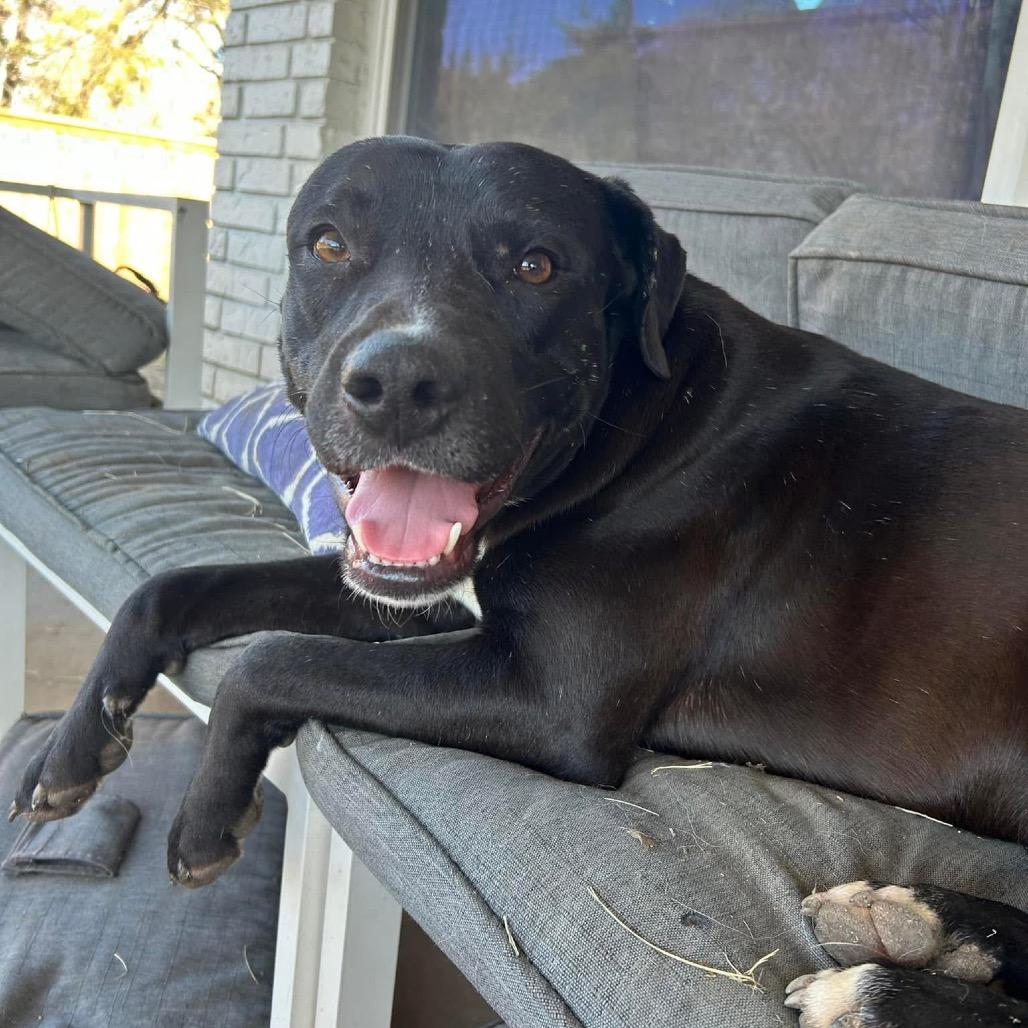 Niko, Adoptable, Adult Male Labrador Retriever.
