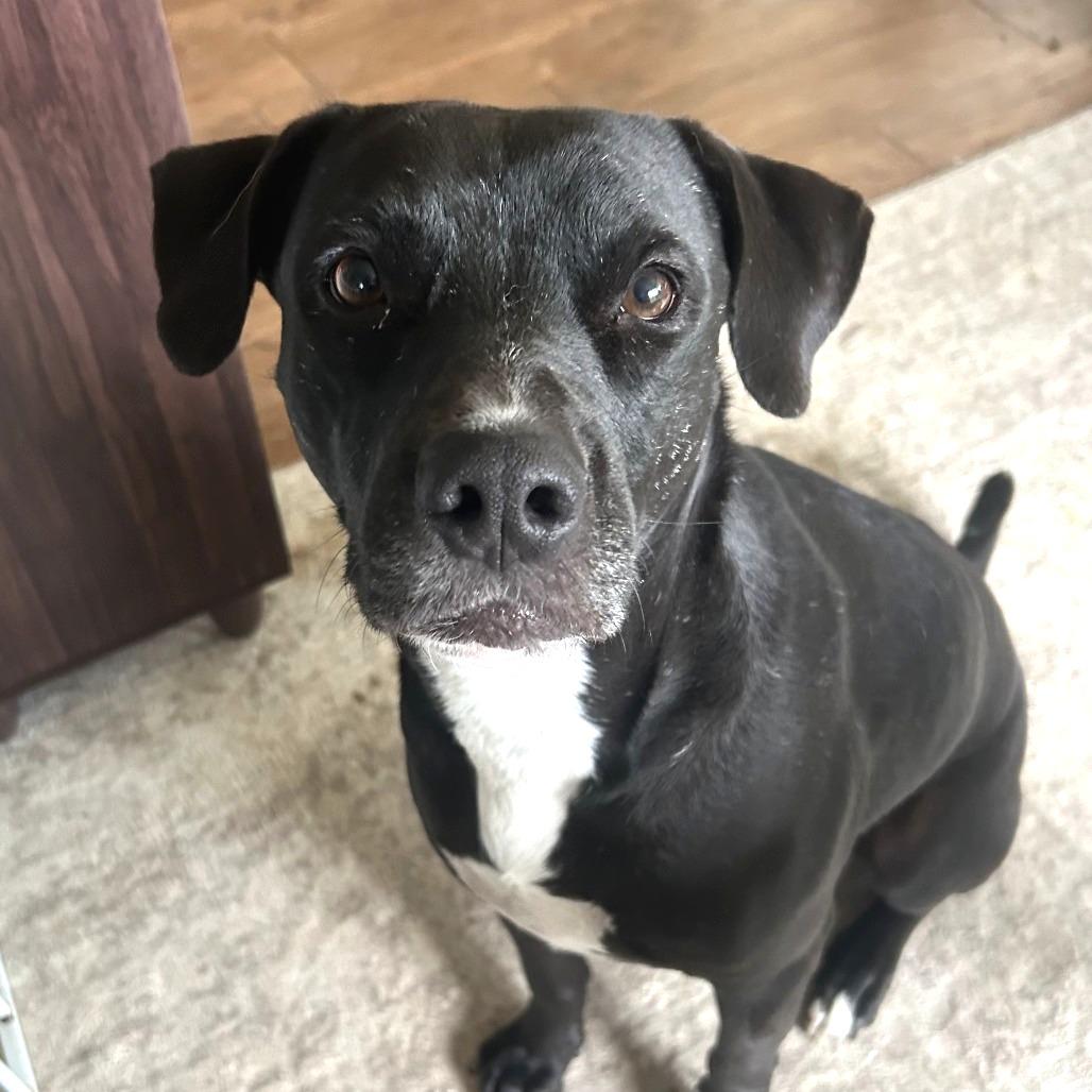 Niko, Adoptable, Adult Male Labrador Retriever.