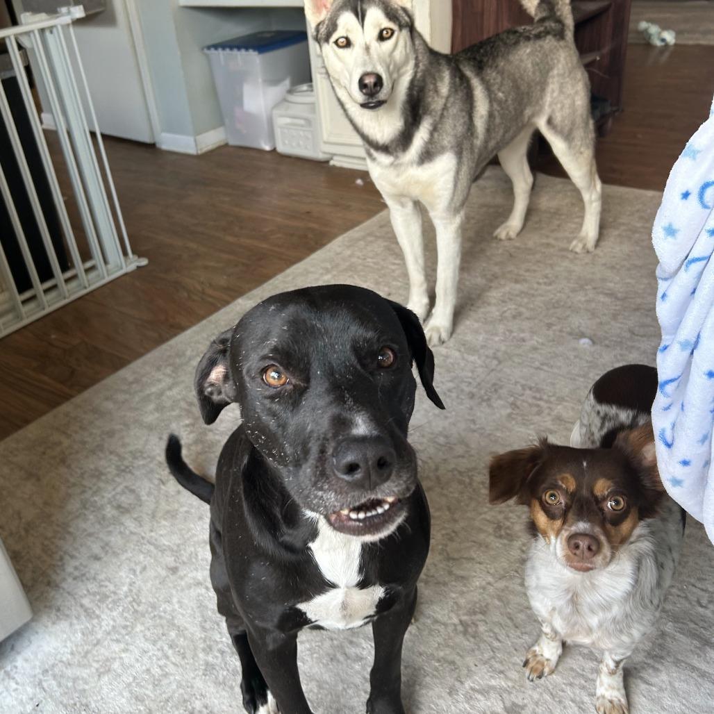 Niko, a Adoptable Labrador Retriever in Dallas, TX image 2/6