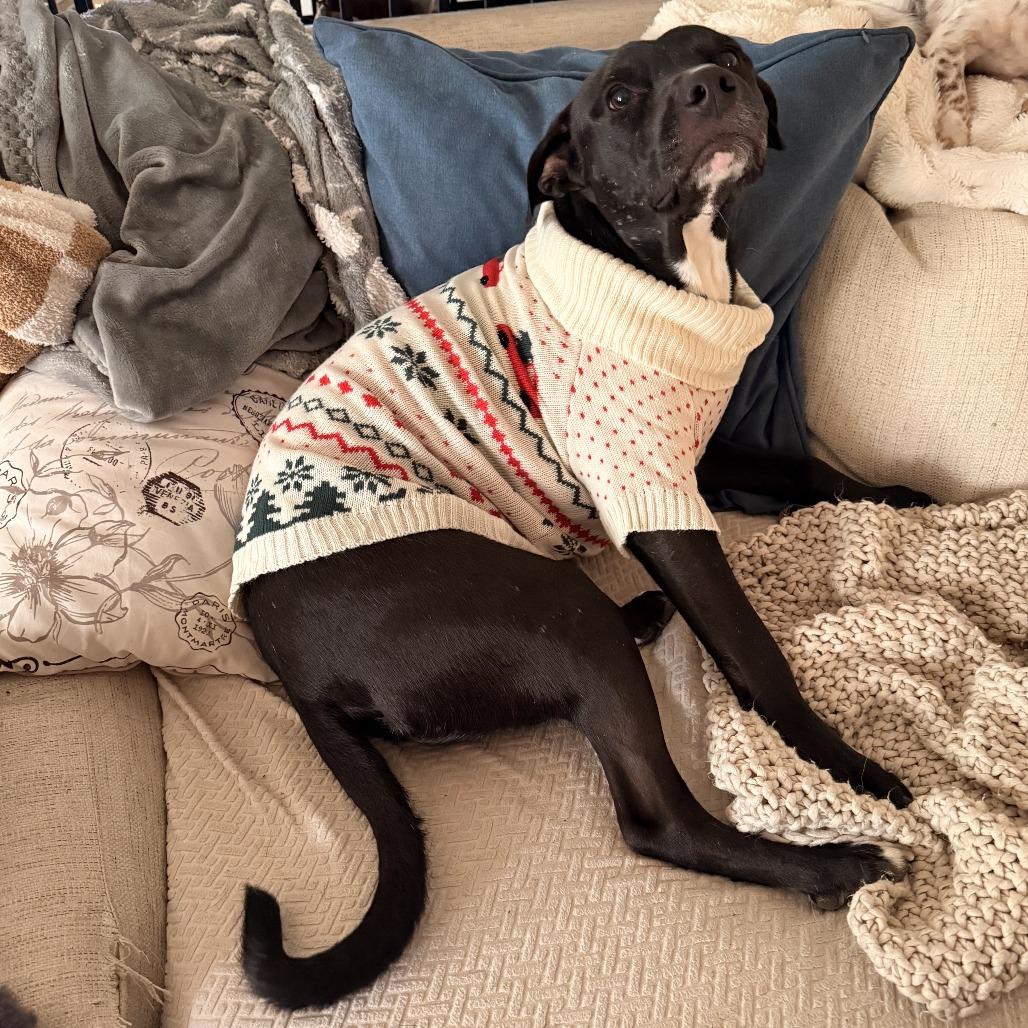 Niko, a Adoptable Labrador Retriever in Dallas, TX image 4/6