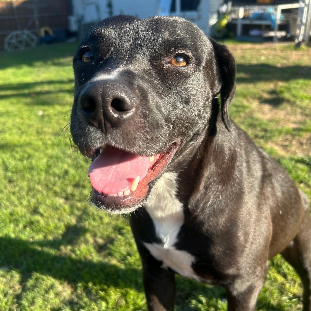 Enlarge Niko, a Adoptable Labrador Retriever in Dallas, TX image 6/6