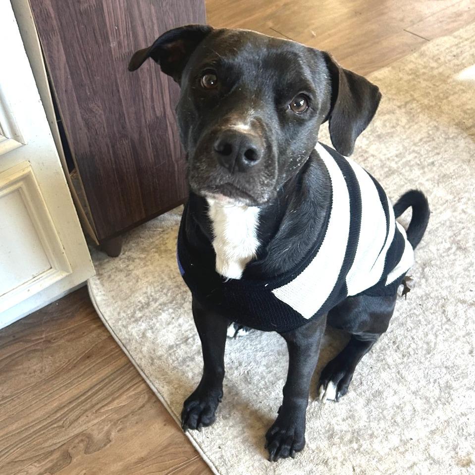 Niko, a Adoptable Labrador Retriever in Dallas, TX image 5/6