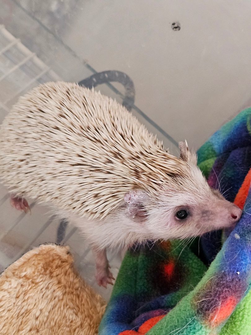 Enlarge Hector, a Adopted Hedgehog in Kanata, ON image 1/2