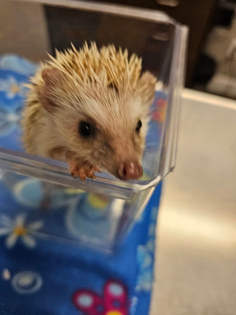 Enlarge Hector, a Adopted Hedgehog in Kanata, ON image 2/2