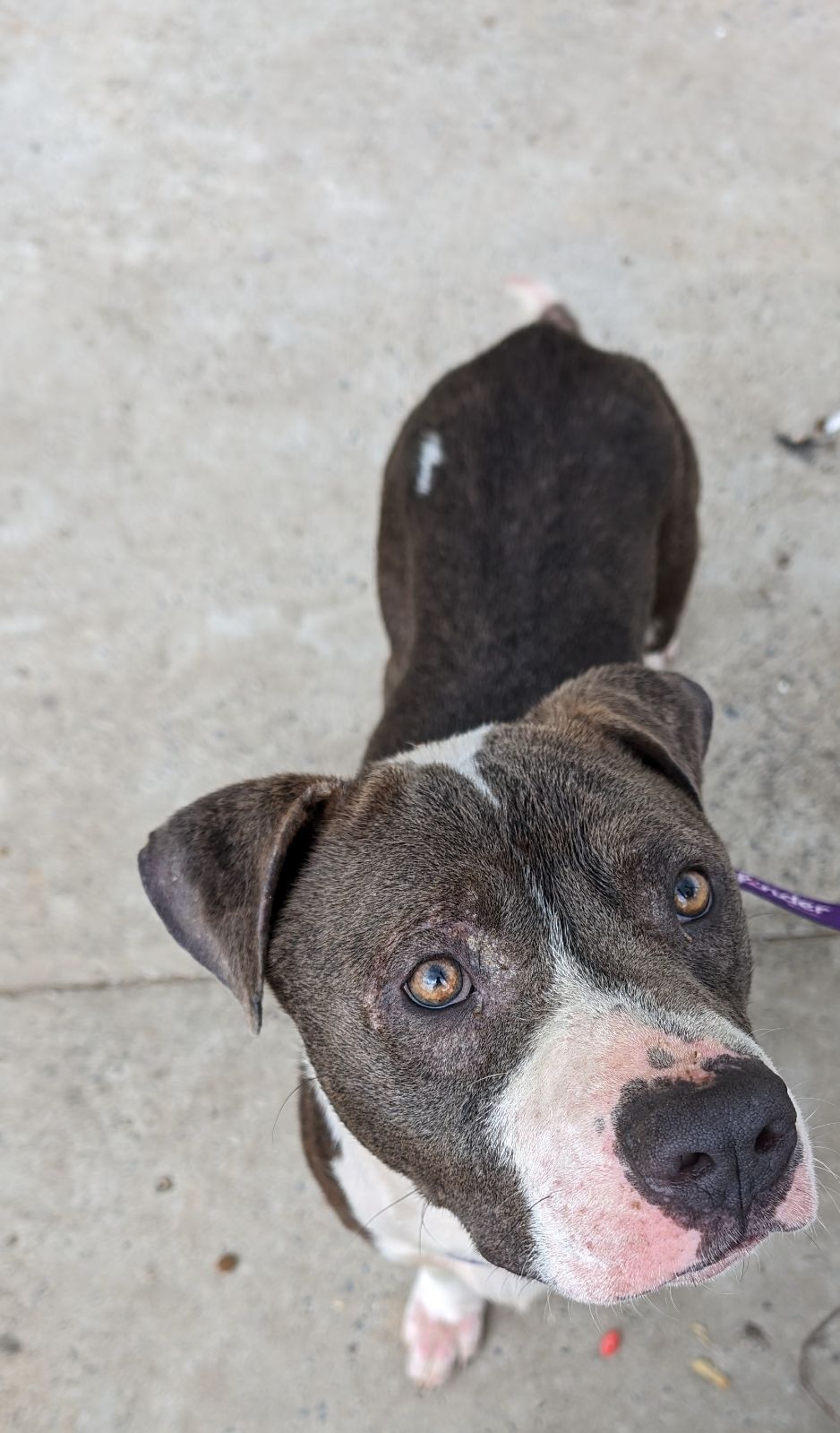 Enlarge Buddy  (NO ADOPTION FEE Home, Foster or Rescue Needed ASAP), a Adoptable mixed breed in Guntersville, AL image 1/1